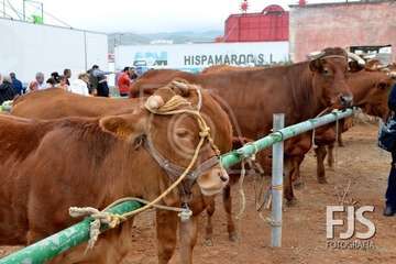 Los Llanos de Telde, en el día grande de sus fiestas patronales de 2019 (Foto Francisco Javier Santana)